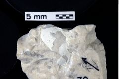 Foto (Detailansicht) von Cyclothyreus sp. (NHMW-GEO-1990-0041-0079)